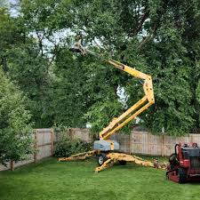 How Our Tree Care Process Works  in  Harlan, KY